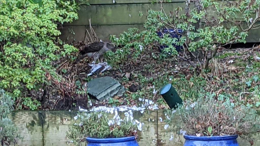 Sparrowhawk eating dove