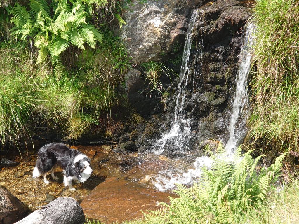 Max had a great day up on Mynydd Presel