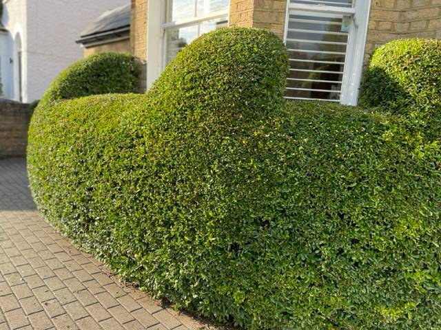 Hedge