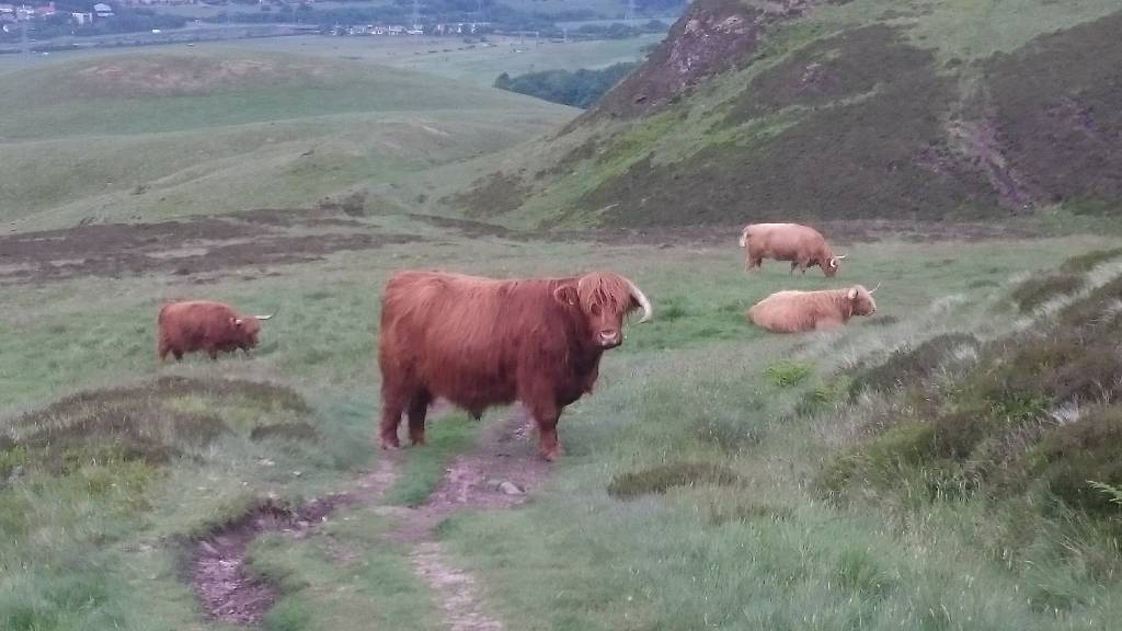 Meet these girls quite regularly in the Pentlands 
