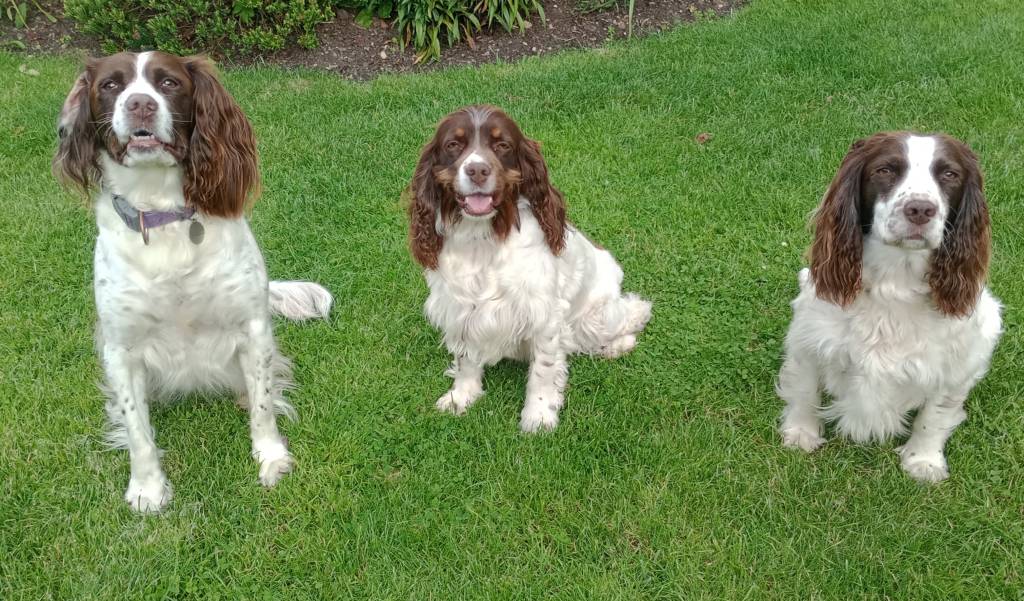 spaniels