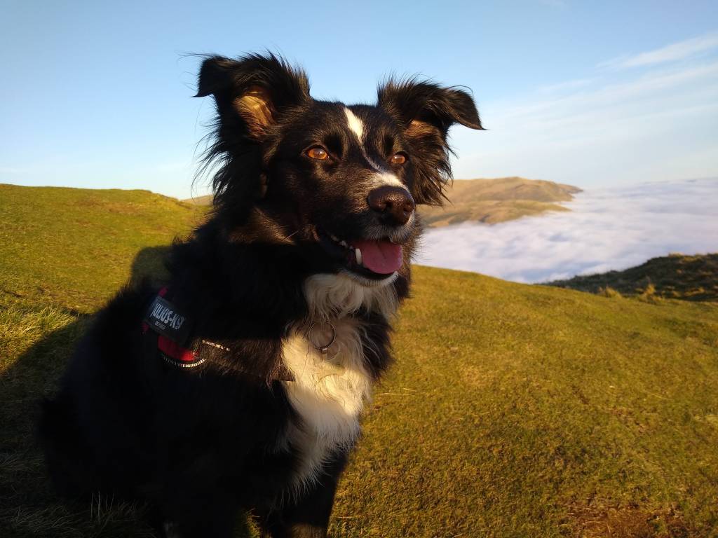 Muttlee on Dumyat