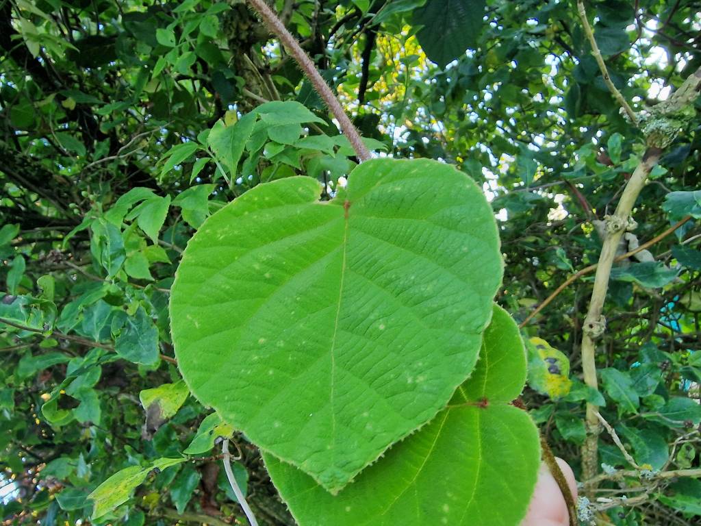 Leaf