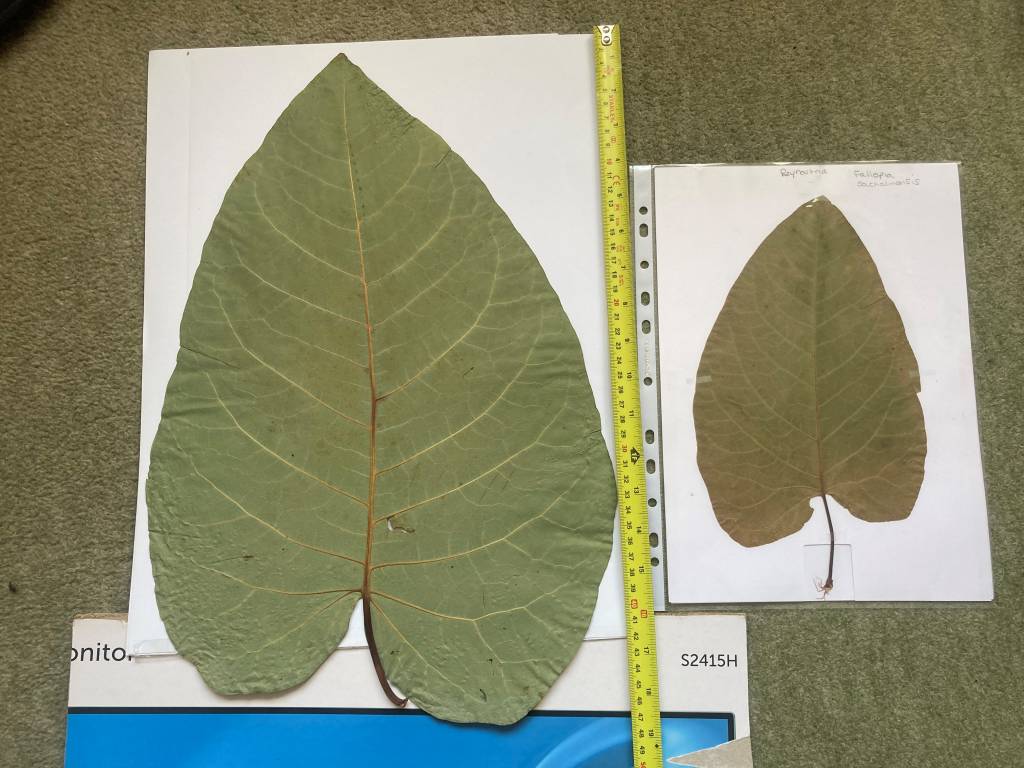 Press specimens of Giant Knotweed.