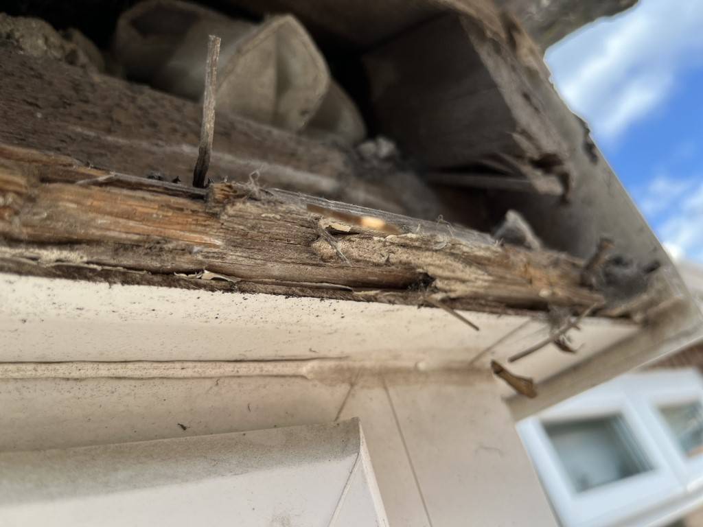 Yet more rotten wood