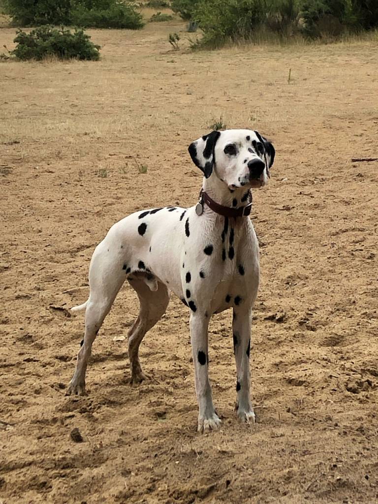 Wet Dalmatian