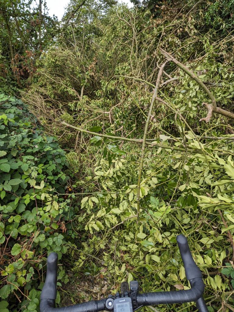 Guess I'll just push back through all those flaming brambles then?!