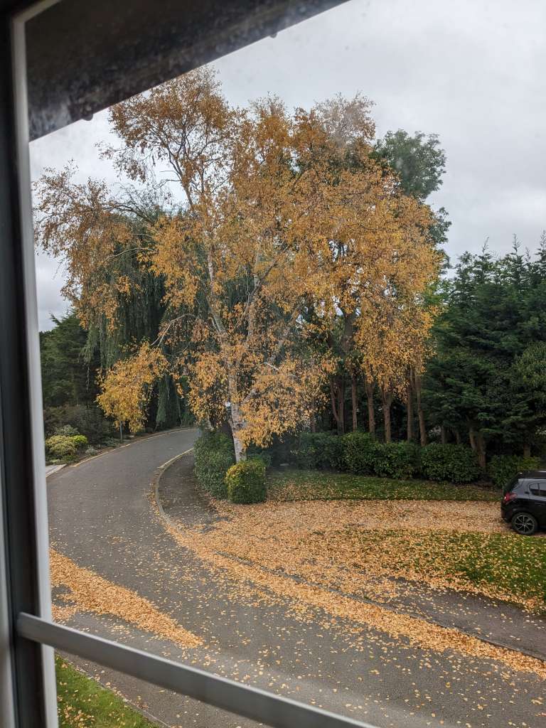 PXL_20231011_085741438