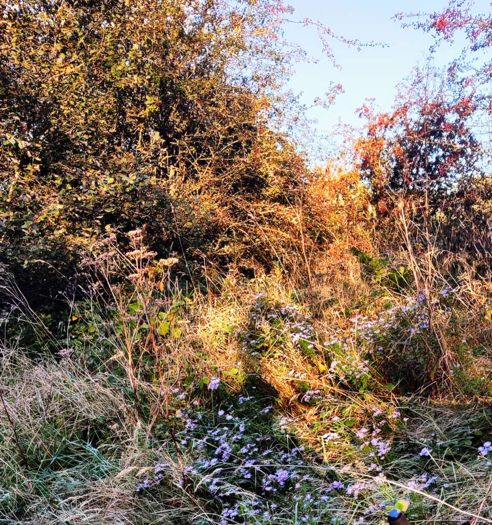 IMG_20231015_084227__01__01