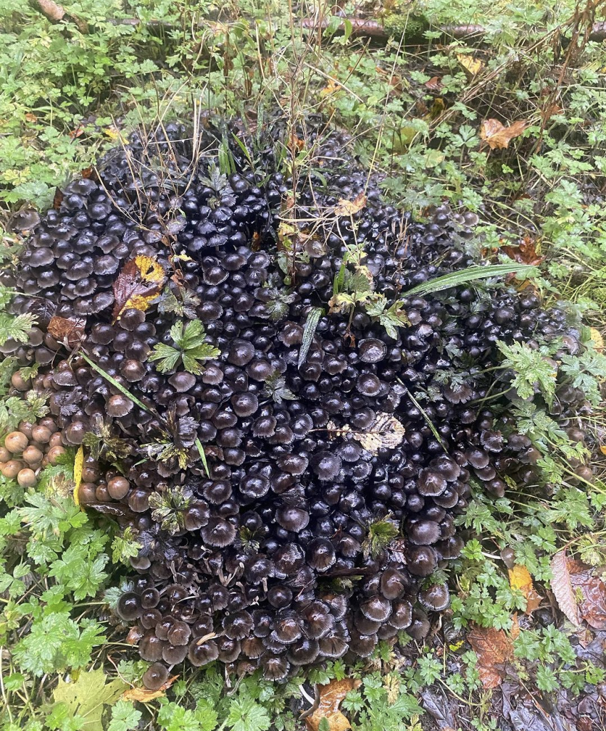 Screenshot_20231013-195746~2