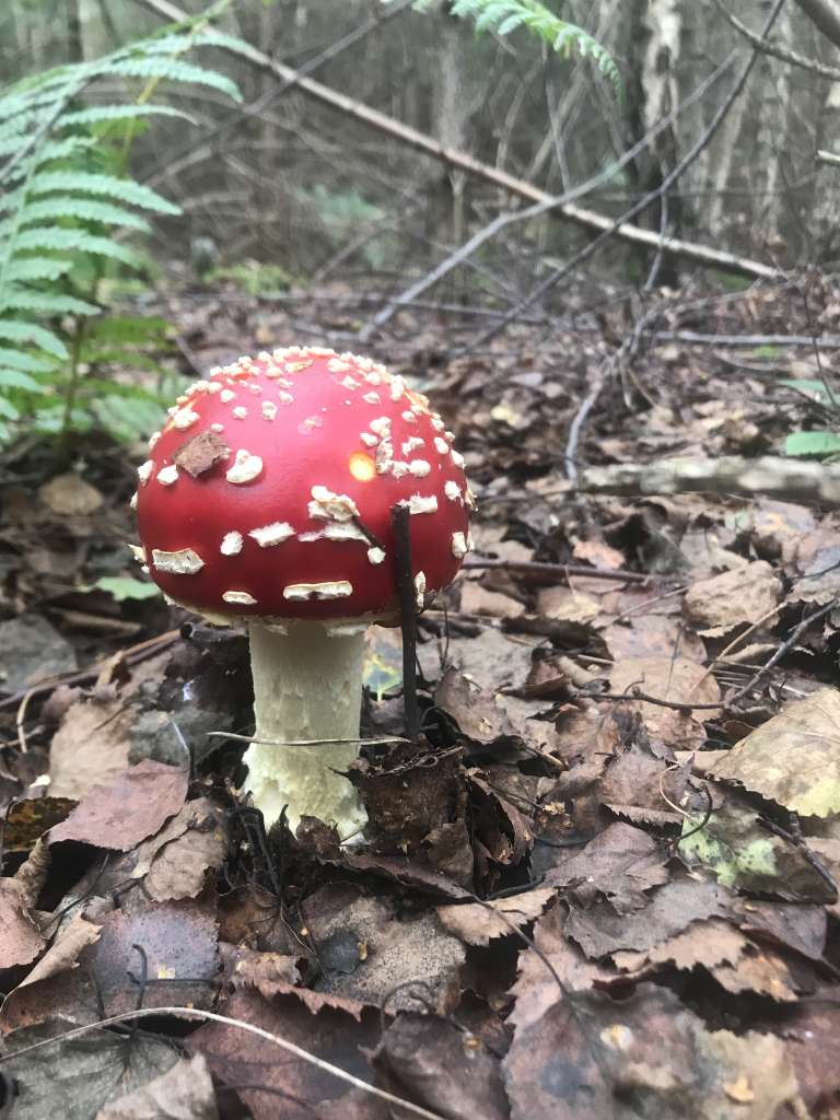 D879955C-2EC2-4194-9976-EEC7324ED4A1