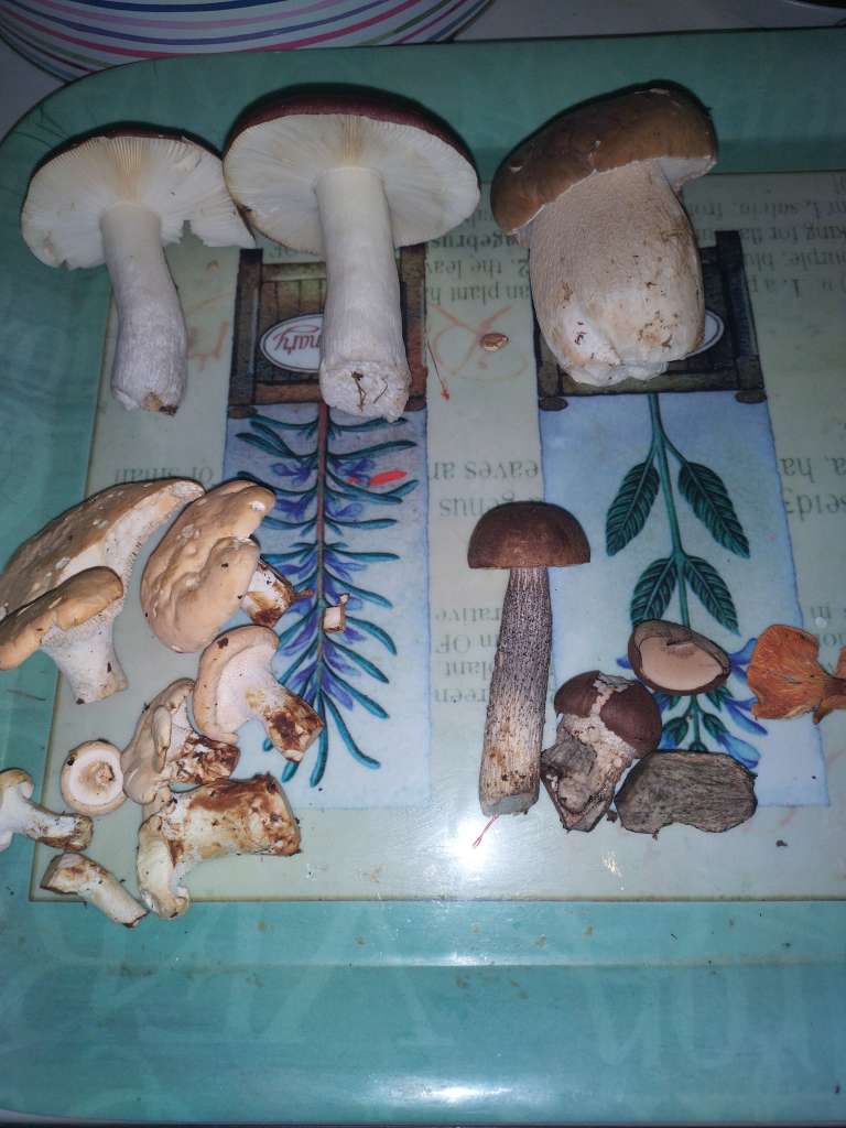 16976657435785527028451142217537