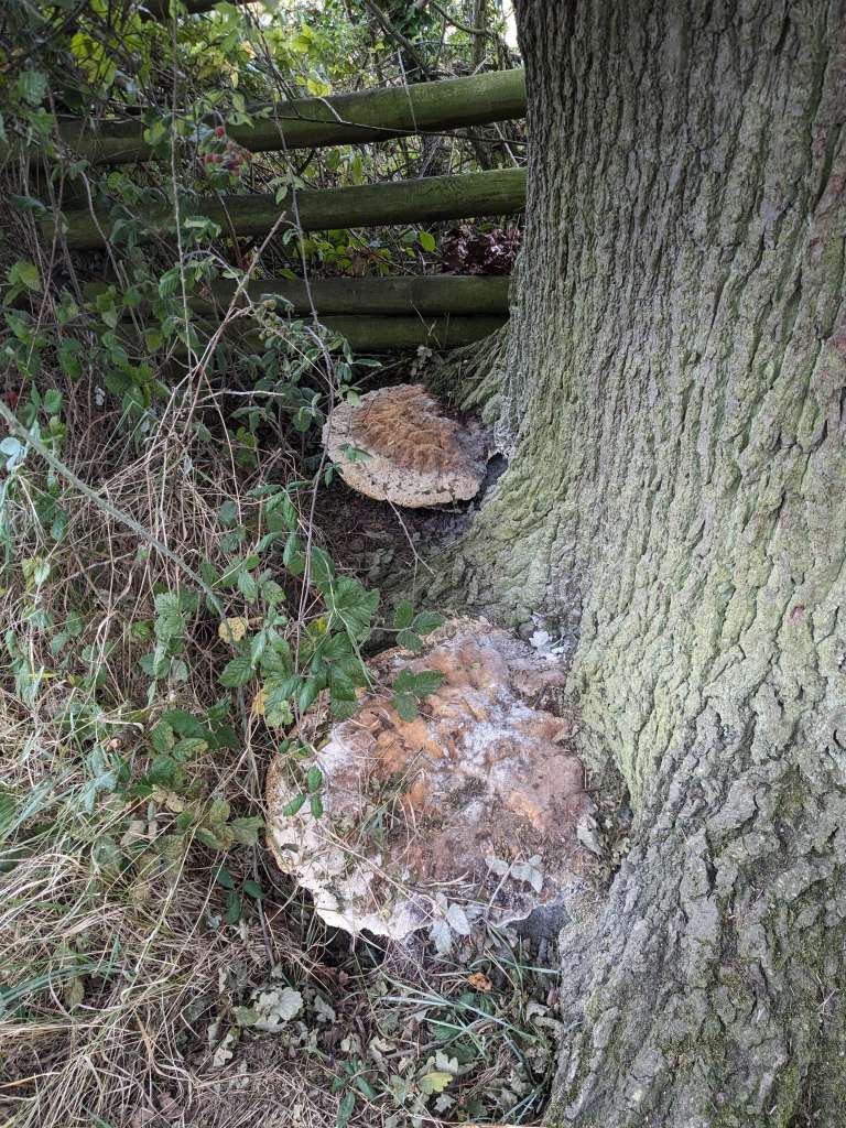 PXL_20231001_093201449