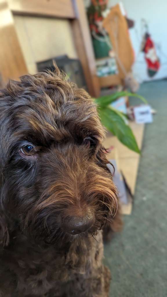 PXL_20231226_091015777.MP~2