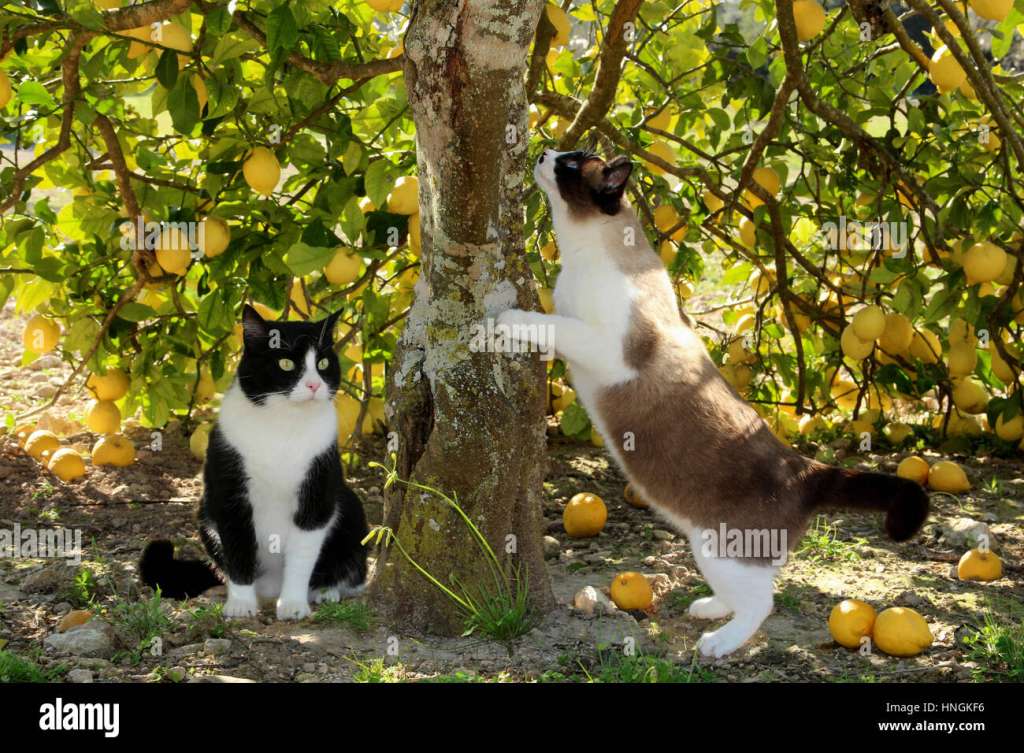 domestic-cats-black-white-and-red-tabby-white-sitting-on-a-wall-in-HNGKF6