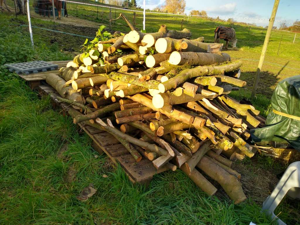 IMG_20231115_153649719_HDR