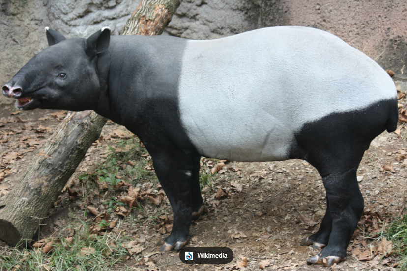 Tapir