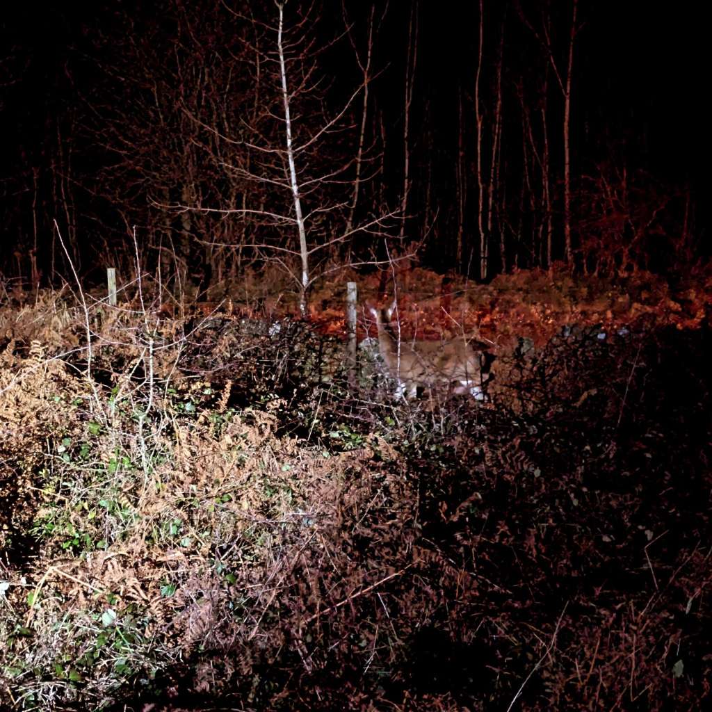 IMG_20241212_063429_841