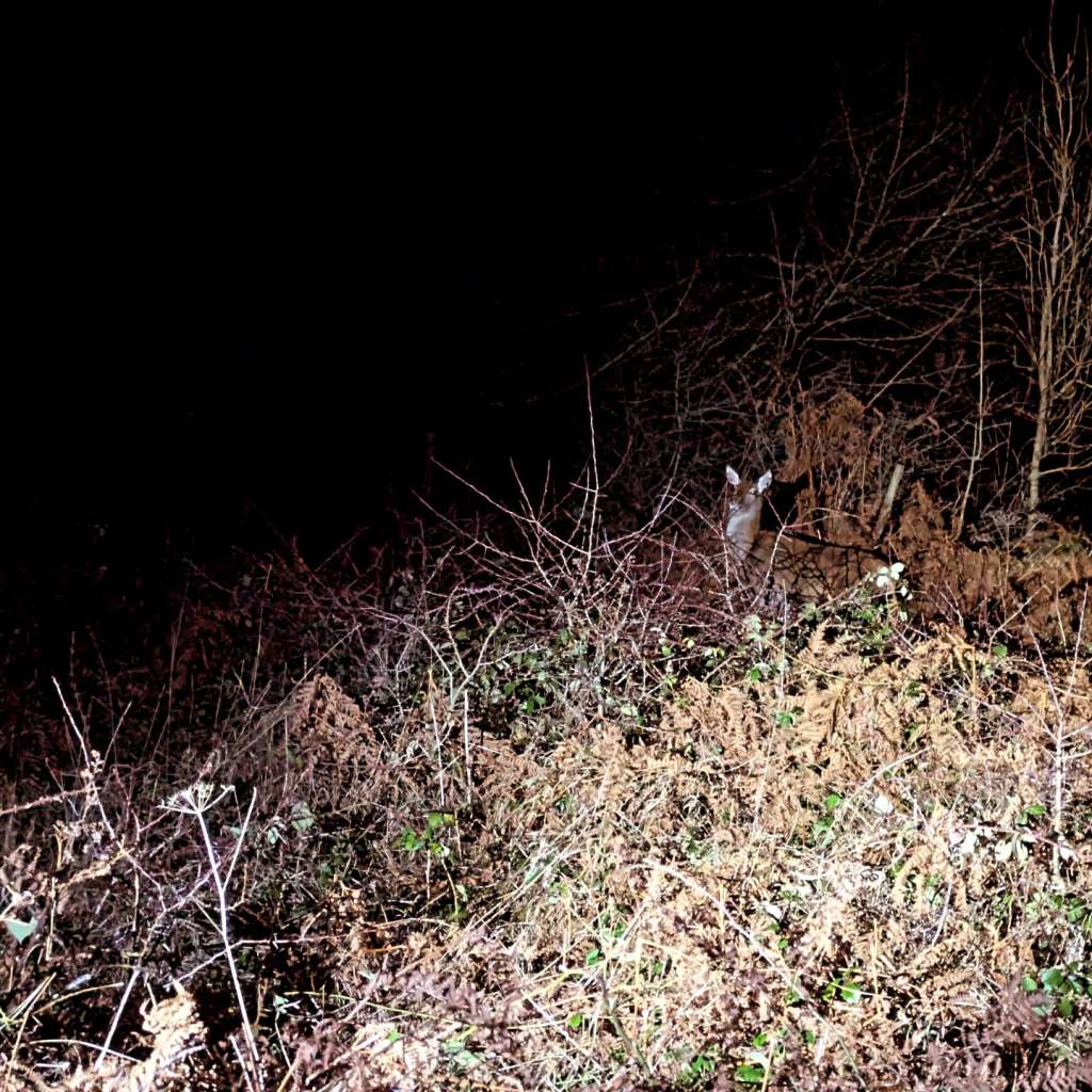 IMG_20241212_063429_752