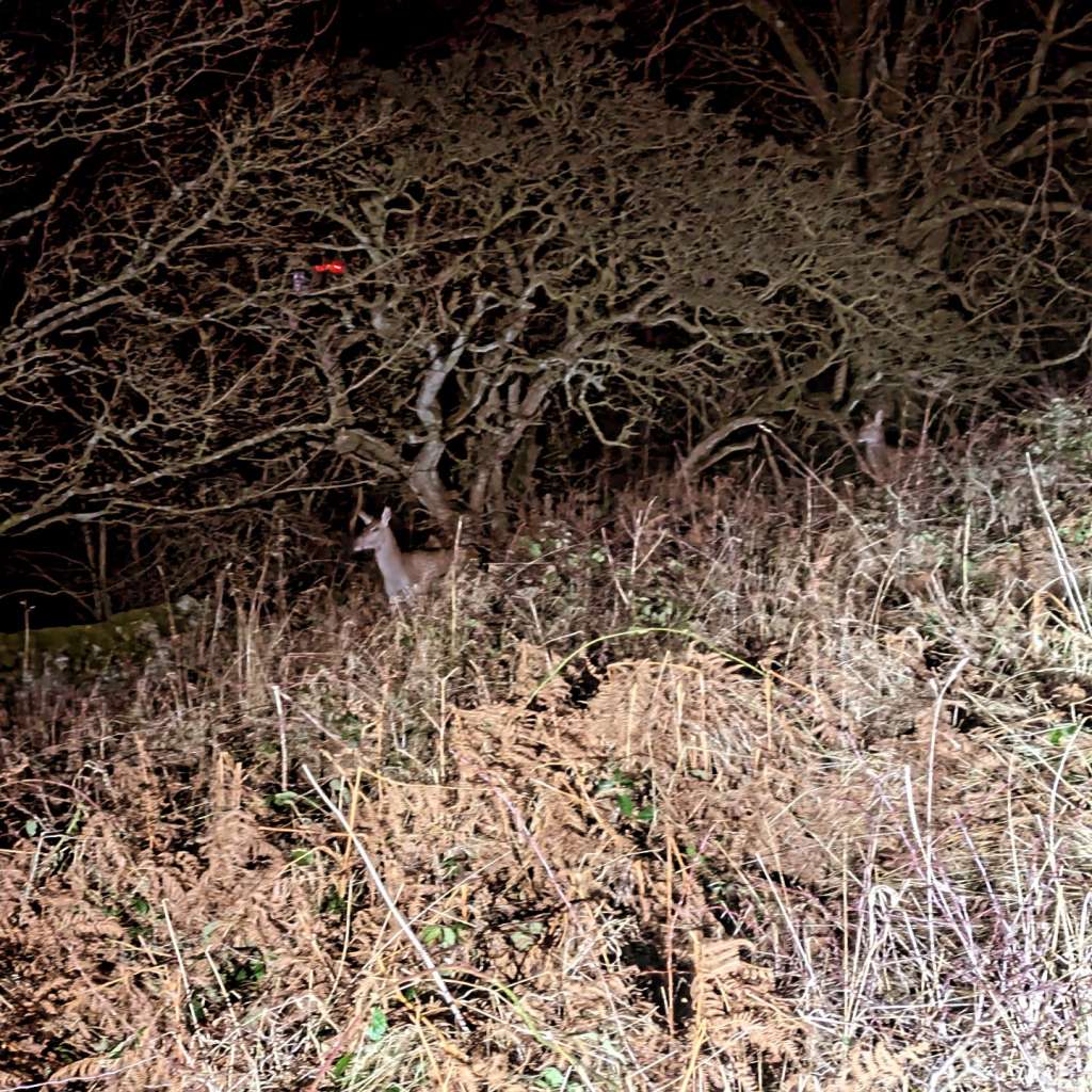 IMG_20241212_063429_911