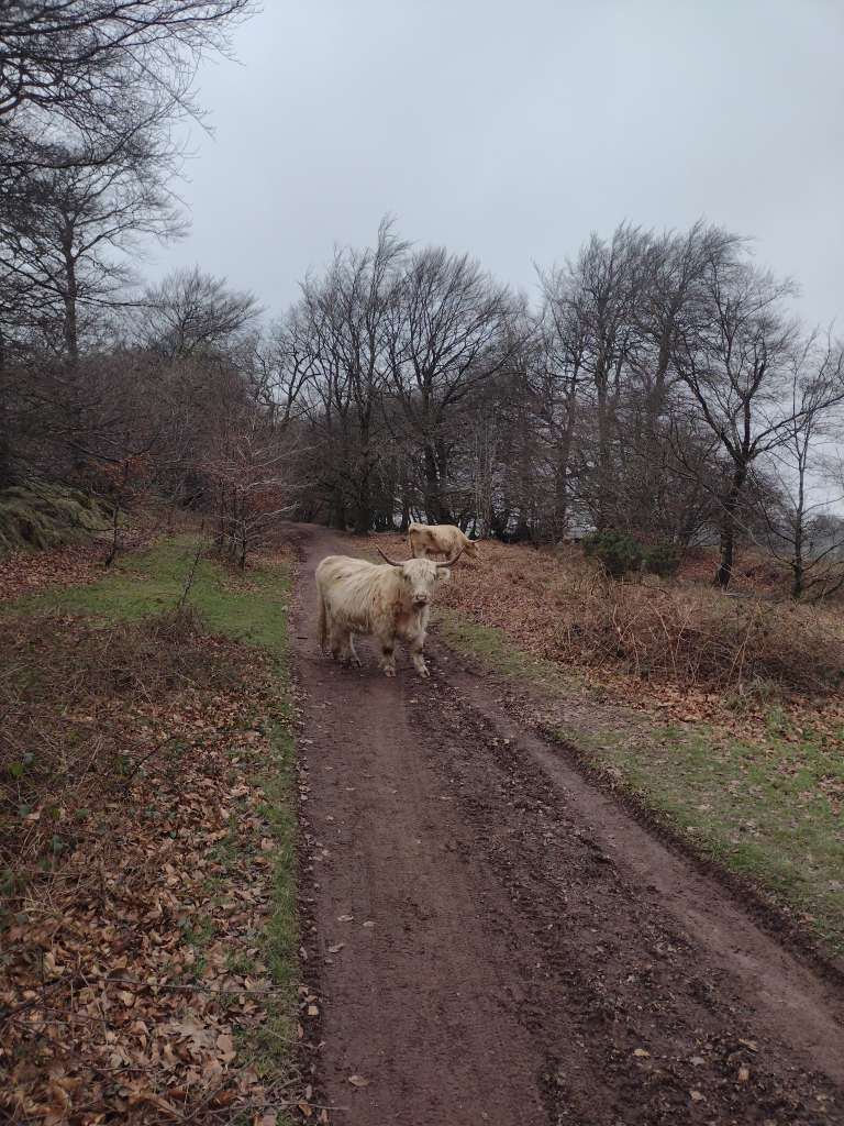 IMG_20250117_133015388